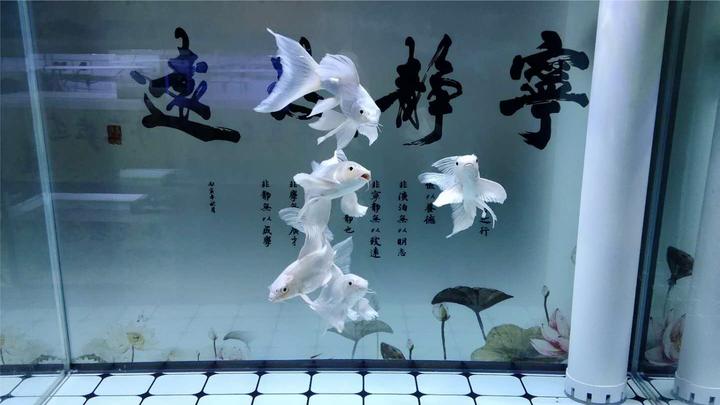 蝴蝶鲤的水质接近空气缸,如果看到鱼缸过滤,不知有何感受?