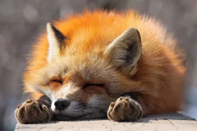 我太喜欢毛茸茸了!