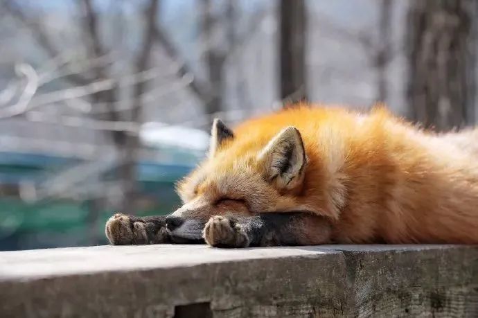 我太喜欢毛茸茸了!