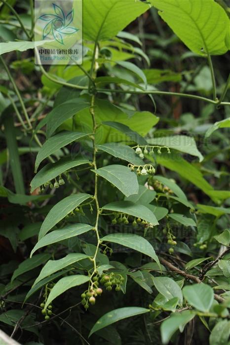 透骨香见过吗能祛风除湿散寒止痛活血通络
