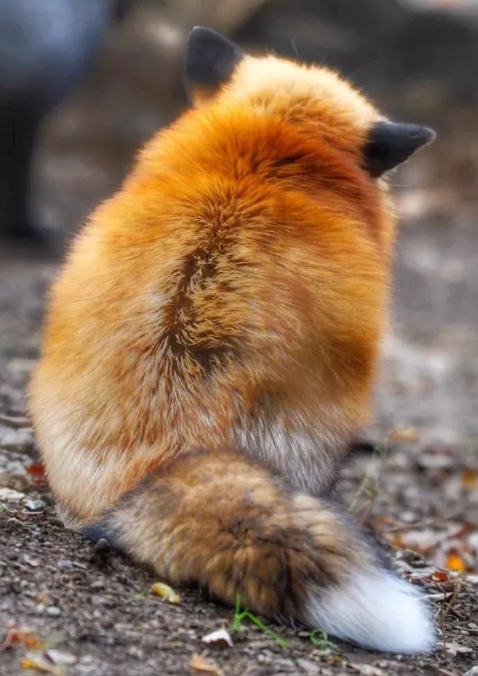 焦糖味的胖毛球狐狐!我太喜欢毛茸茸了!