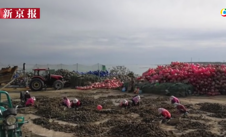 附近居民反映，海边的牡蛎加工厂散发腥臭味。