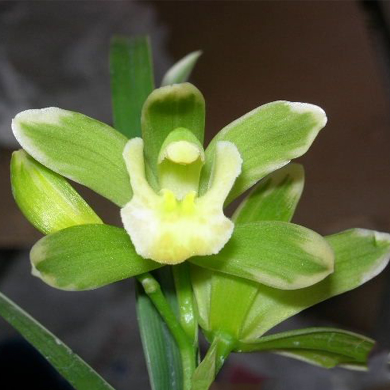 最娇小可爱的兰花,金边线艺明显,花色纯净,花香浓郁,上盆更佳