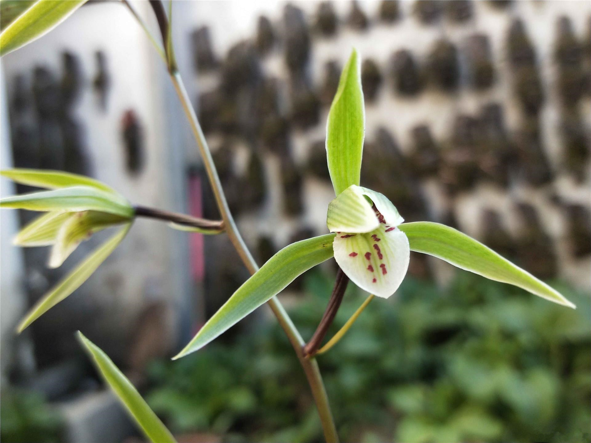 细叶寒兰——玩赏,我国所独有,花型飘逸,香味扑鼻!