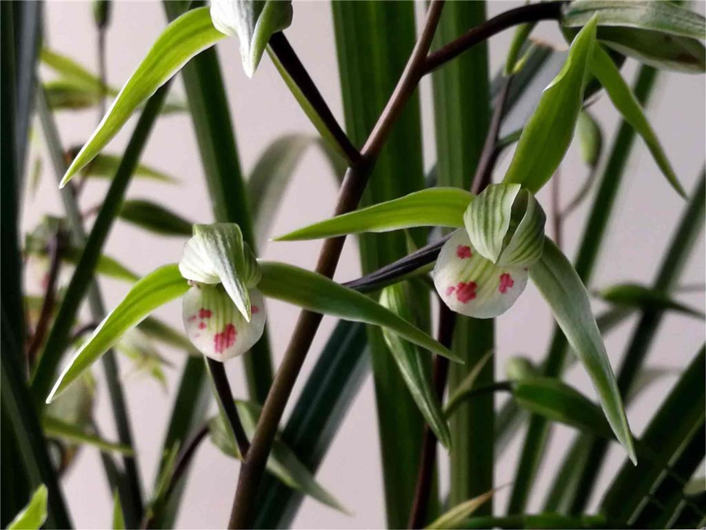 最有灵气的兰花"细叶寒兰",花型飘逸,品质高雅,香味比较奇特