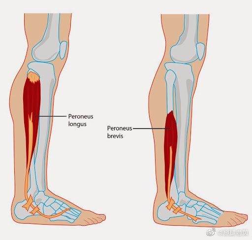 踝关节扭伤后要进行肌肉练习