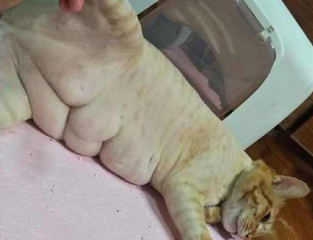 可是当猫咪躺下的时候竟然发现了八块腹肌,虽然肌肉不够紧实,但这搞笑