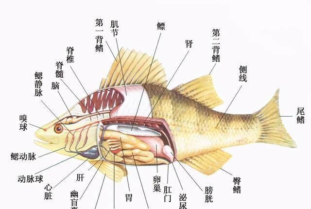 因为它通过鱼鳃和水中交换二氧化碳,吸收氧气,但鱼鼻孔的嗅觉作用仍然