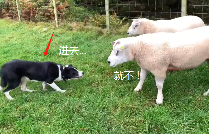 逃出栅栏的2只肥羊,被边牧拦截,主人直言:太机智啦|肥羊|狗狗|主人