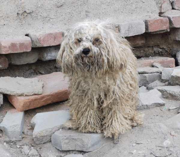 一只流浪的拖把狗,脚上居然穿着小红鞋,这只鞋子在诉说它的过去