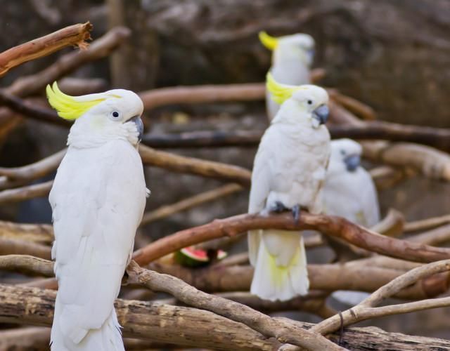 小葵花凤头鹦鹉