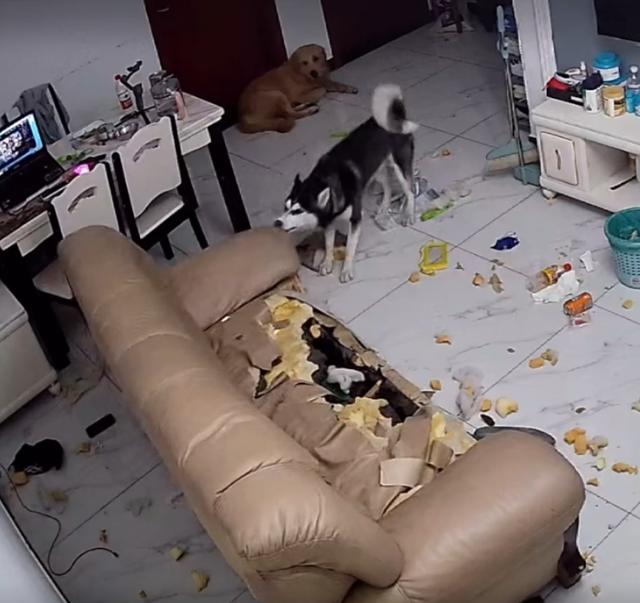 哈士奇拆家把77岁奶奶气进了医院主人去年才装修好