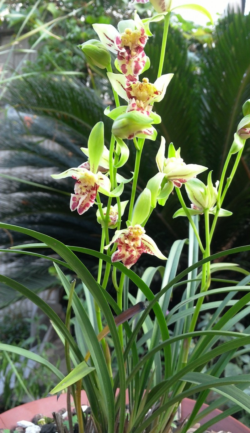 越开越香的兰花—梨山狮王,花型奇特,勤花勤草,每年可开花4次