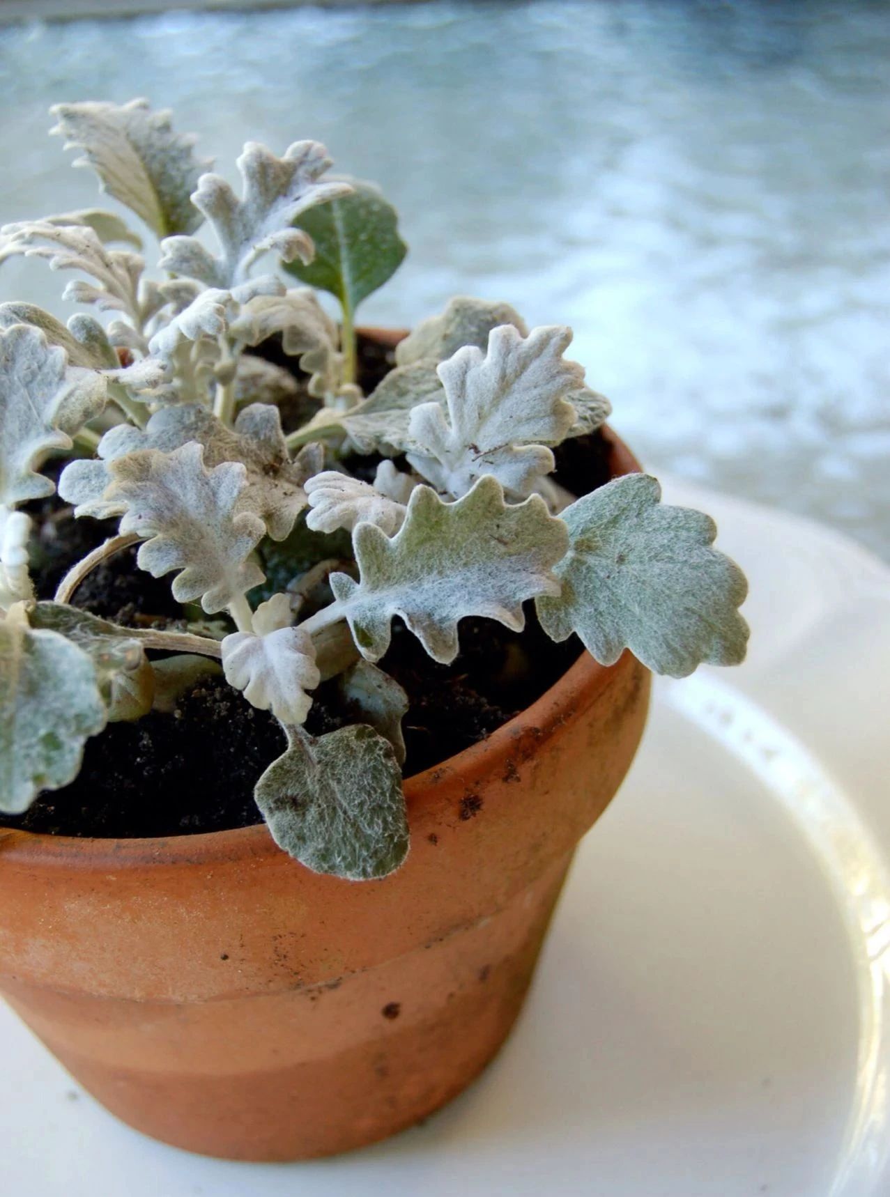 叶子呈银灰色的银叶菊盆栽,耐寒能力强,观赏型好,养好它真不难