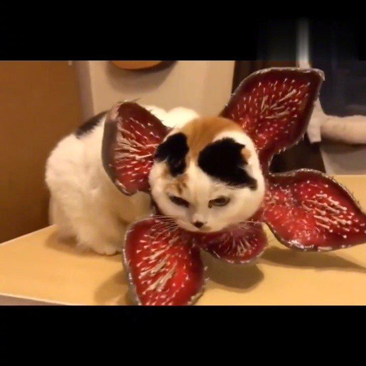 猫咪的沙雕瞬间,哈哈哈哈哈哈哈哈哈 从头笑到尾