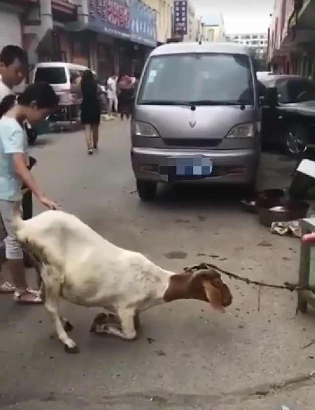餐厅一只山羊在门口下跪,了解原因后,却让所有人感动落泪