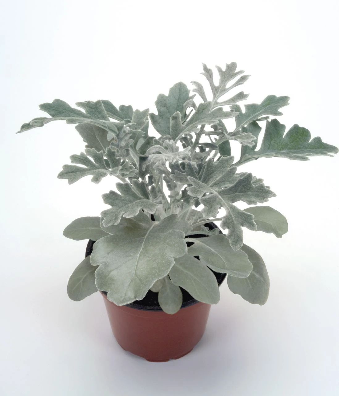 叶子呈银灰色的银叶菊盆栽,耐寒能力强,观赏型好,养好它真不难