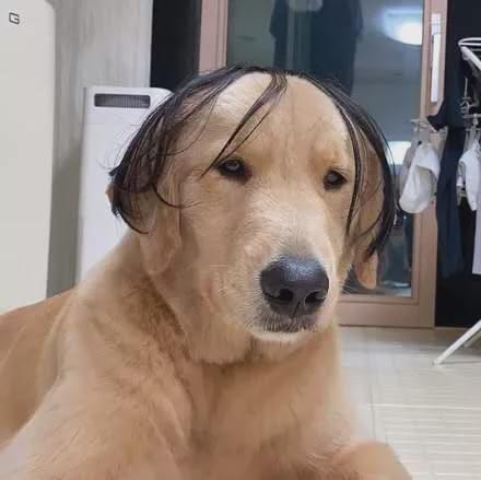 金毛戴上假发神似黄渤,网友:就…挺秃然的