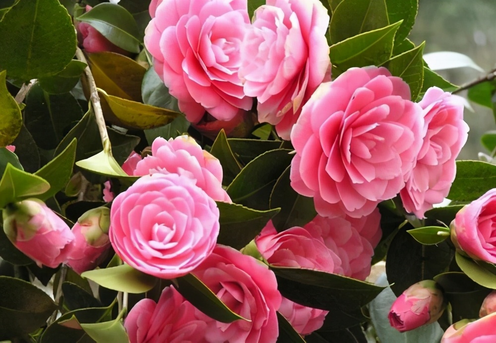 这几种花爱酸土,趁着花期来点酸水,开花爆盆很简单|花卉|酸性|米兰花