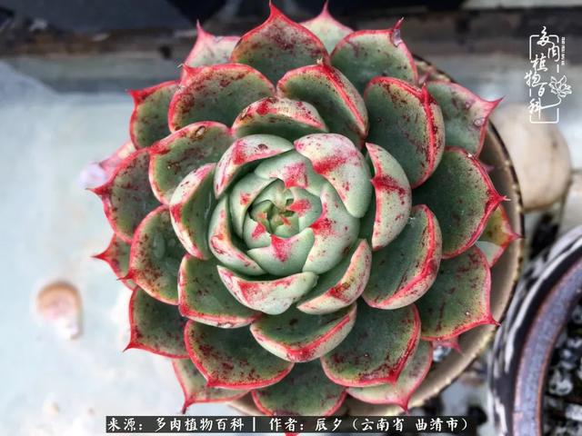 更深露重 多肉惊艳之时 做一场春秋大梦再回首 霜露 季节 乌木 新浪新闻 更深露重 多肉惊艳之时 做一场春秋大梦再回首 霜露 季节 乌木 新浪新闻