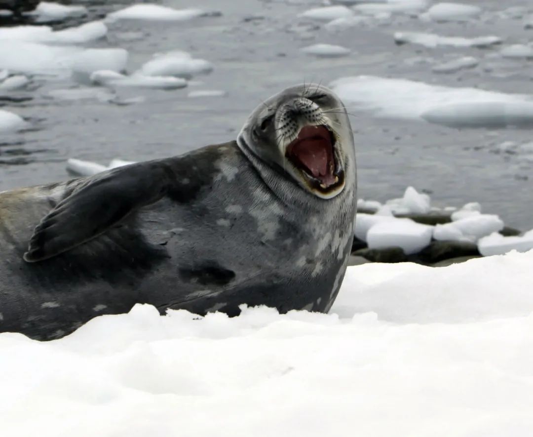 南极未被触碰的美丽