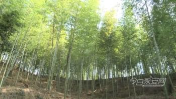 毛竹王诞生 金奖花落永安上坪乡 永安市 永安 新浪新闻 毛竹王诞生 金奖花落永安上坪乡 永安市 永安 新浪新闻