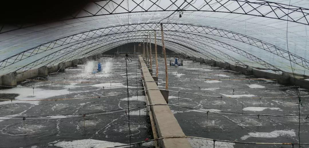 温室大棚养殖虾是真的么 大棚养虾需要什么条件