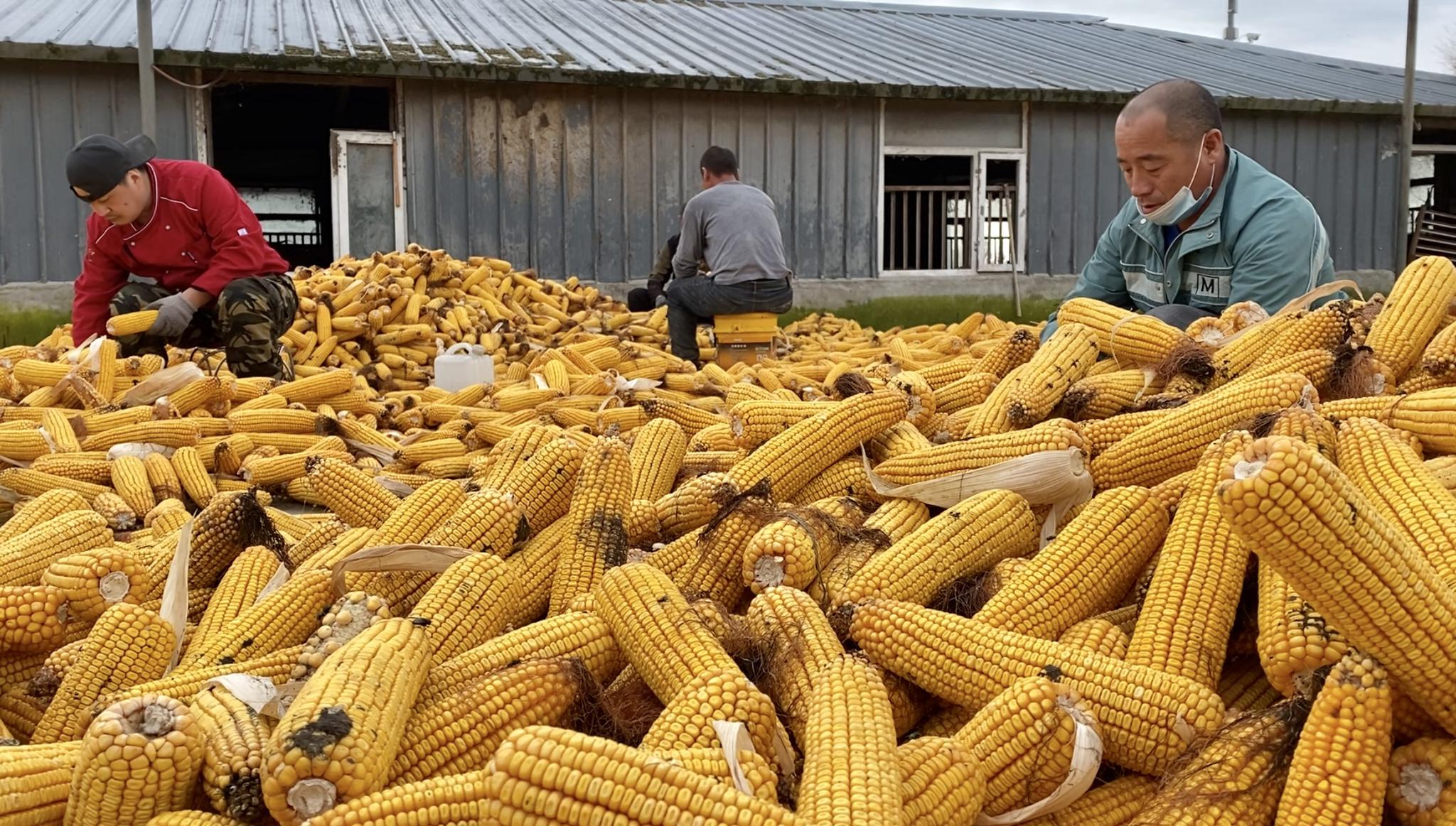 村民在巴彦县巴彦港镇黄家综合养殖合作社扒玉米.