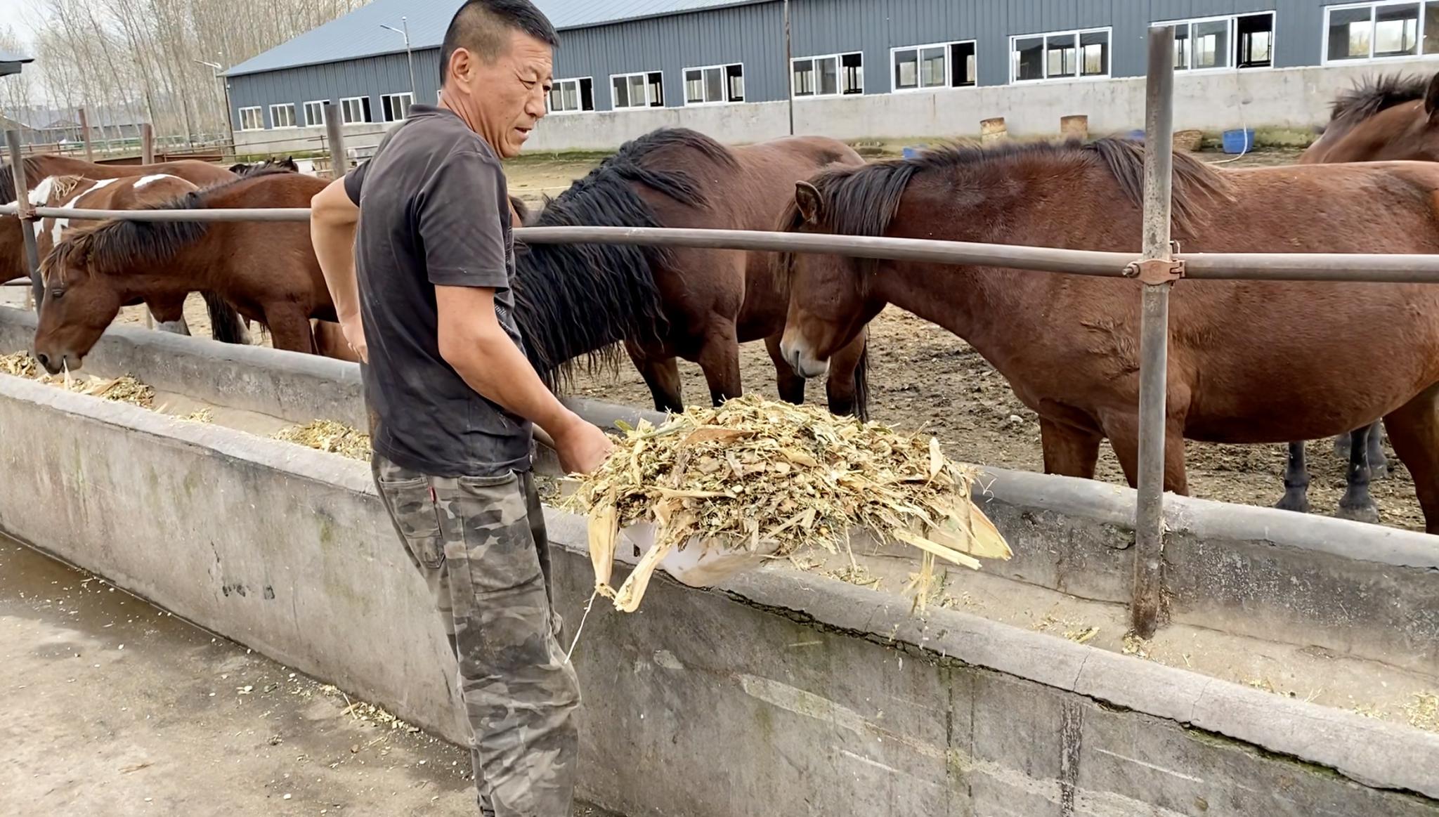 村民在巴彦县巴彦港镇黄家综合养殖合作社喂马.新华社记者 刘赫垚 摄