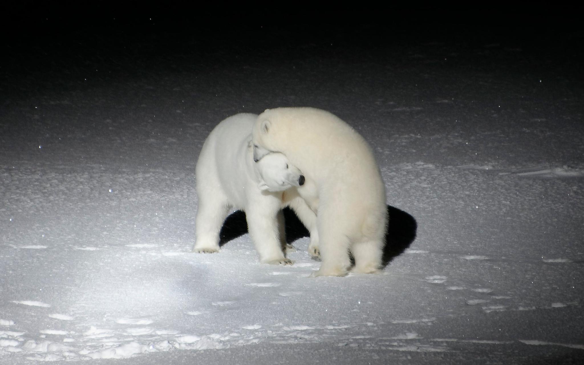 在北冰洋漂流的75天:极夜,风暴与北极熊