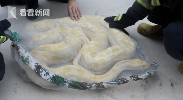 视频|汽车展厅来了不速之客 4米长黄金蟒员工吓到报警