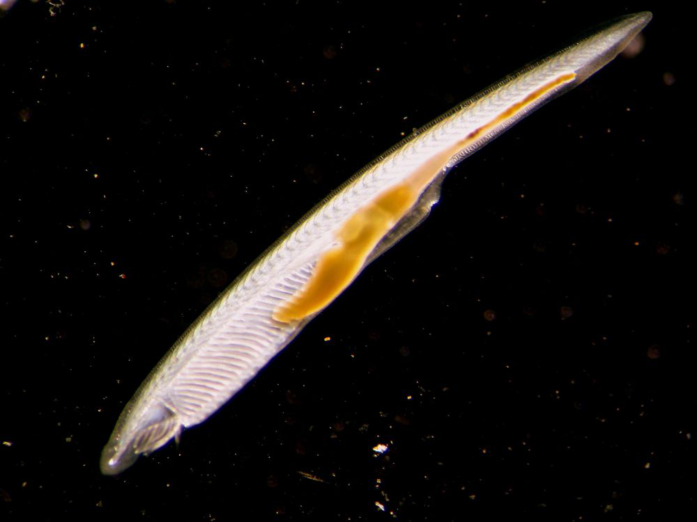 实验明星?墨西哥美西螈变态或不变态的一生