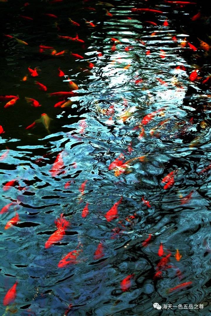 那泉那水那鱼儿:泉群奔突,绿影摇金,锦鲤殷勤,写意金秋华章