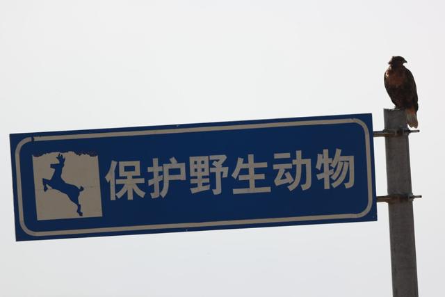 国家公园和自然保护区里的警示牌"今天是世界动物日,在野外出行或长途