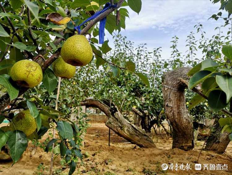 节拍|壮哉,400多岁的梨树王