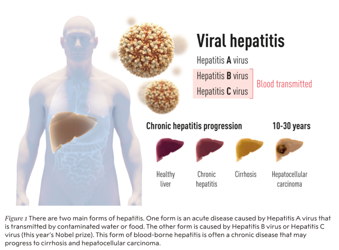 他们使根除丙肝成为可能挽救了数百万人的生命