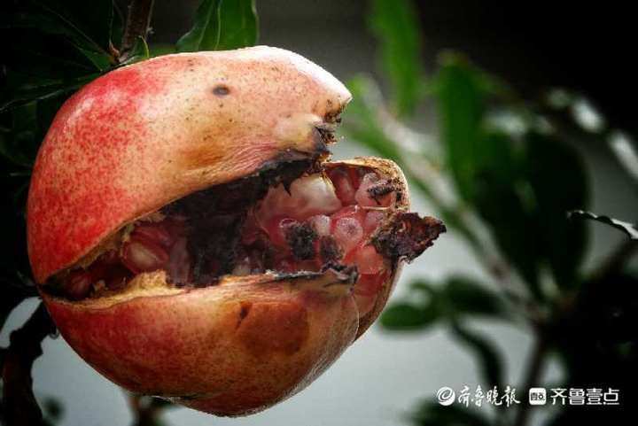 节拍|咧着"大嘴"笑的石榴