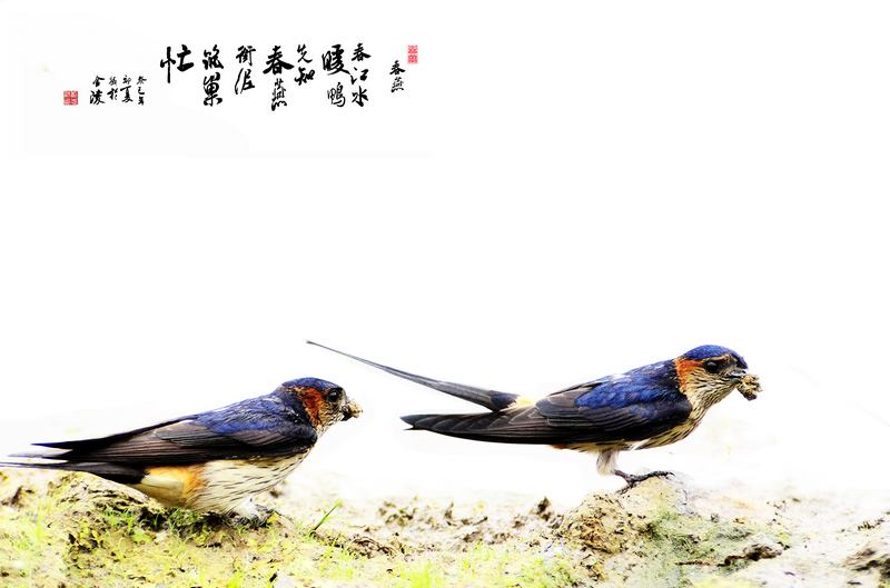 古时候燕子常被唤作紫燕,民间认为燕子有紫气东来之意.