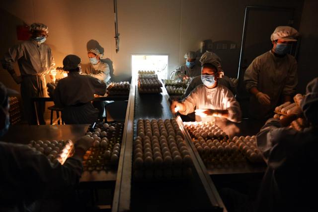 一盘盘鸡蛋如何生产出疫苗？探秘北京流感疫苗生产线