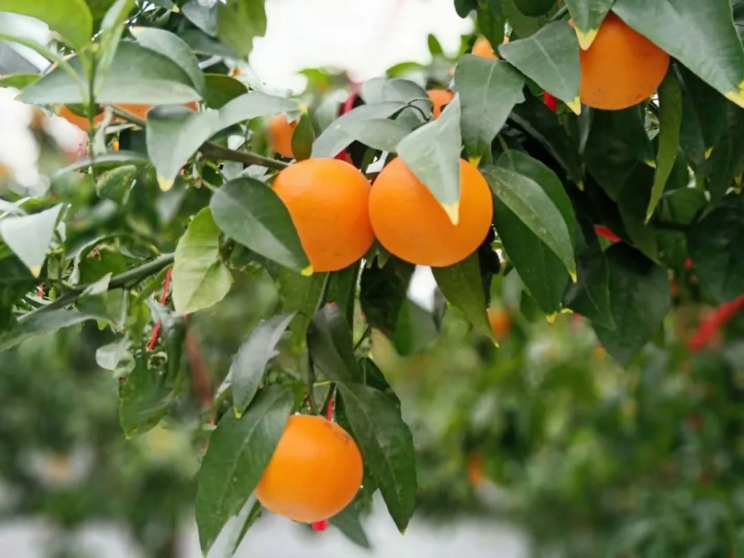 贡川蜜桔好吃吗(四川贡桔产地在哪里)