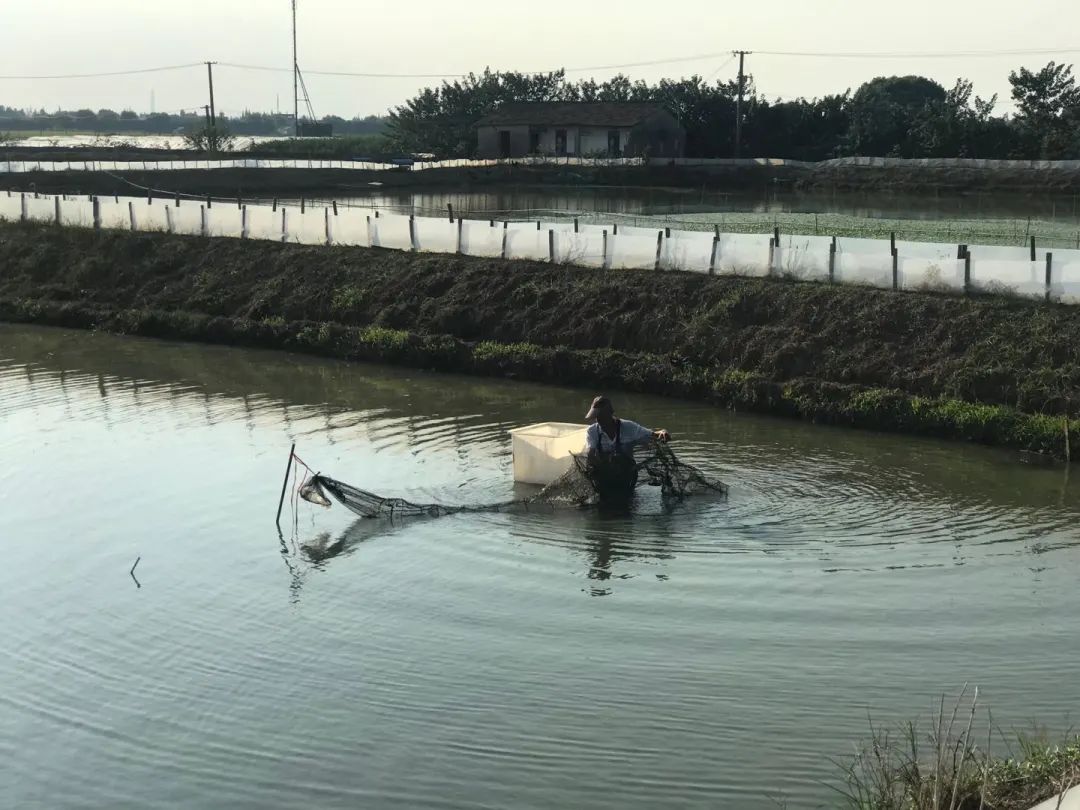 提示 青浦太浦河大闸蟹开始登场 预计本月中下旬大批量上市 大闸蟹 新浪财经 新浪网