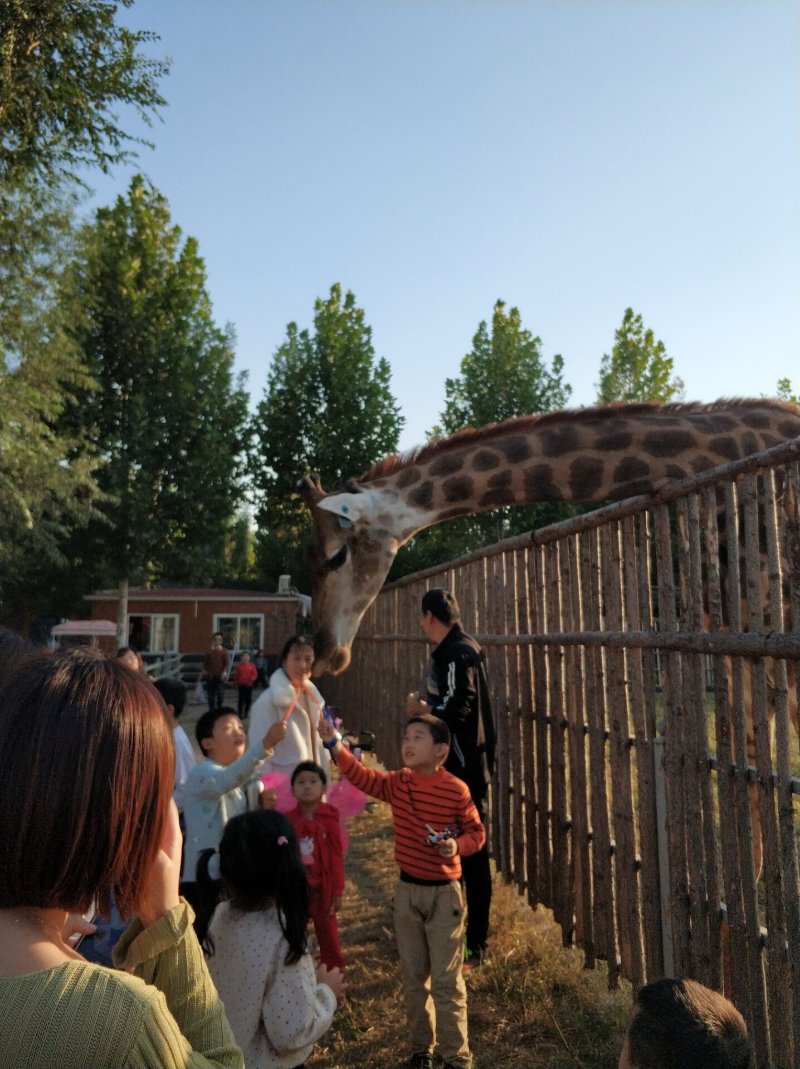 假期尾声聊城迎来好天气,滨河野生动物园里欢乐多