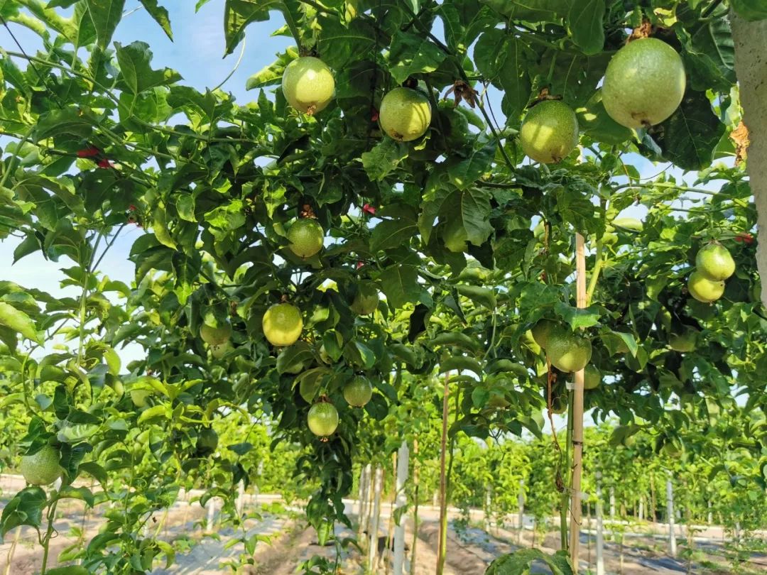 南非夏威夷果种植4年增长300% 看好全球市场前景 | 国际果蔬报道