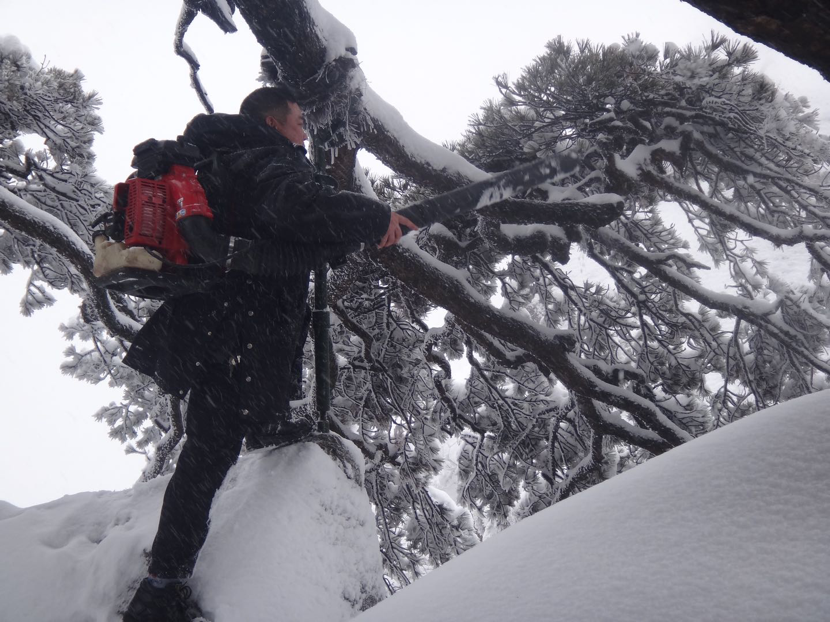  ▲2015年冬，胡晓春身背吹雪机给枝条吹雪，为迎客松减负减压。受访者供图
