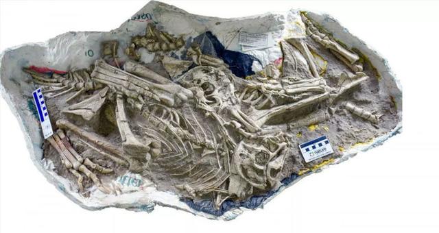 科学家在蒙古发现无牙两指恐龙