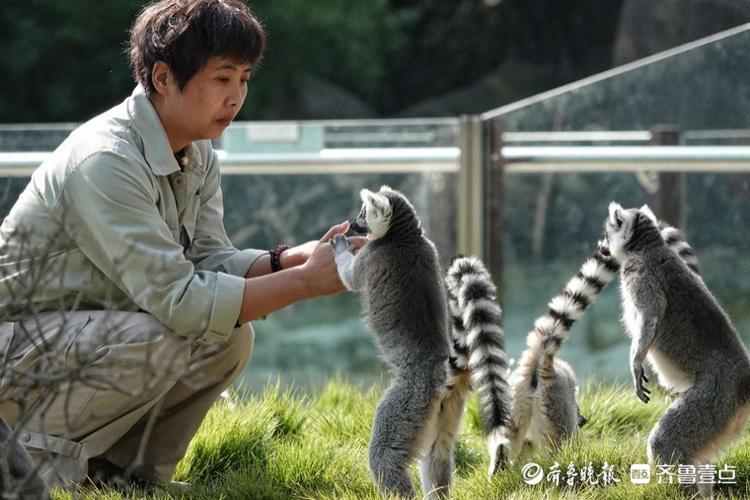 节拍|动物园内,工作人员与环尾狐猴交流中