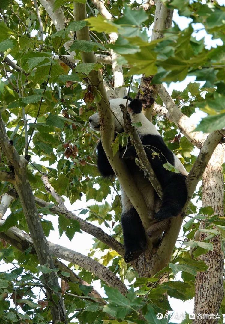 动物园内,熊猫爬到树上欢迎游客