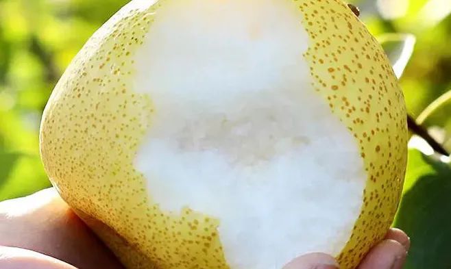 酥脆咬一口汁水顺手往下淌这个季节必吃砀山梨只要19块9