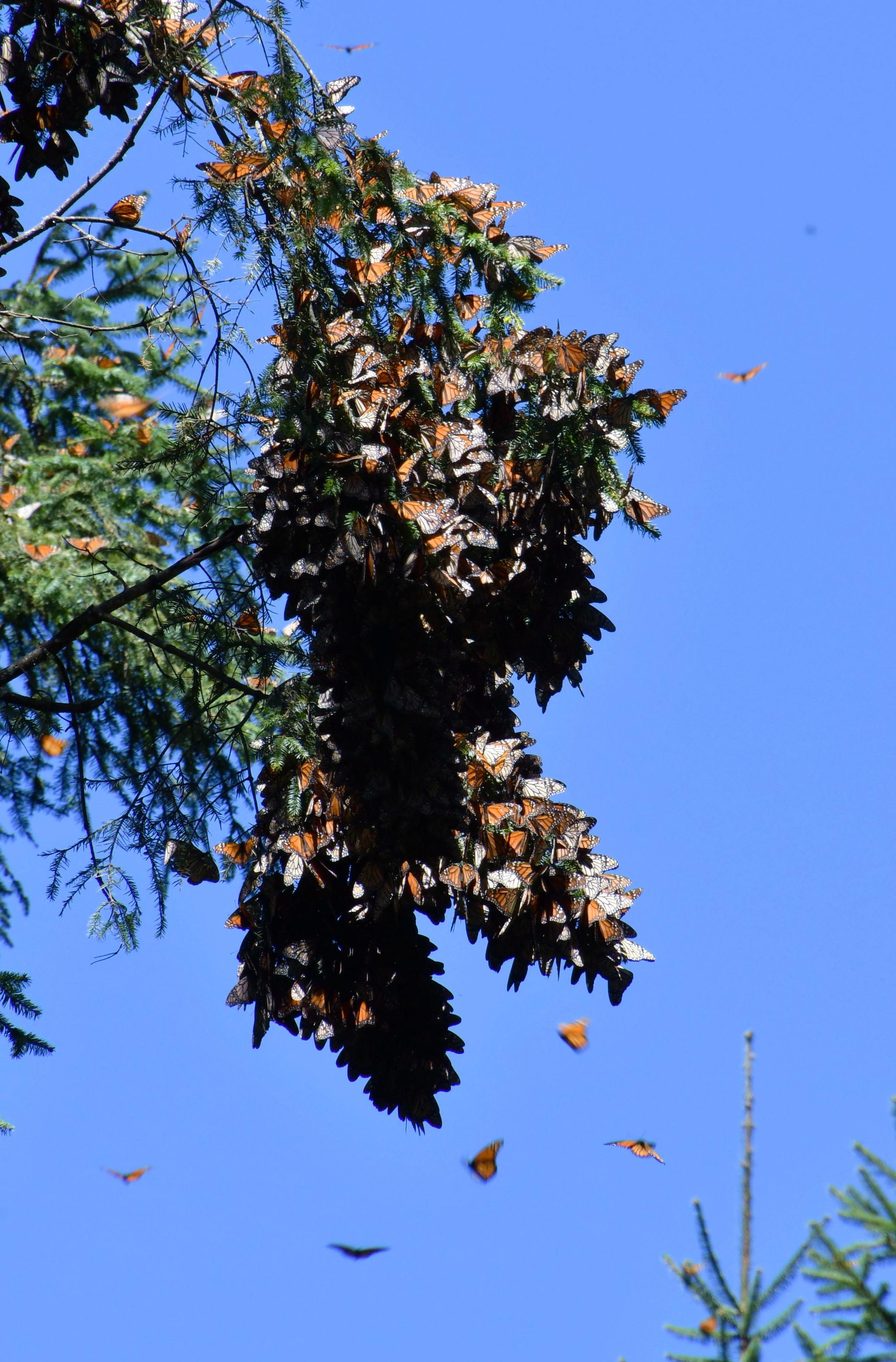 自然散步徒步墨西哥神圣冷杉林探秘君主斑蝶越冬地