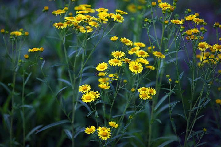 山菊花/文 宋庆常